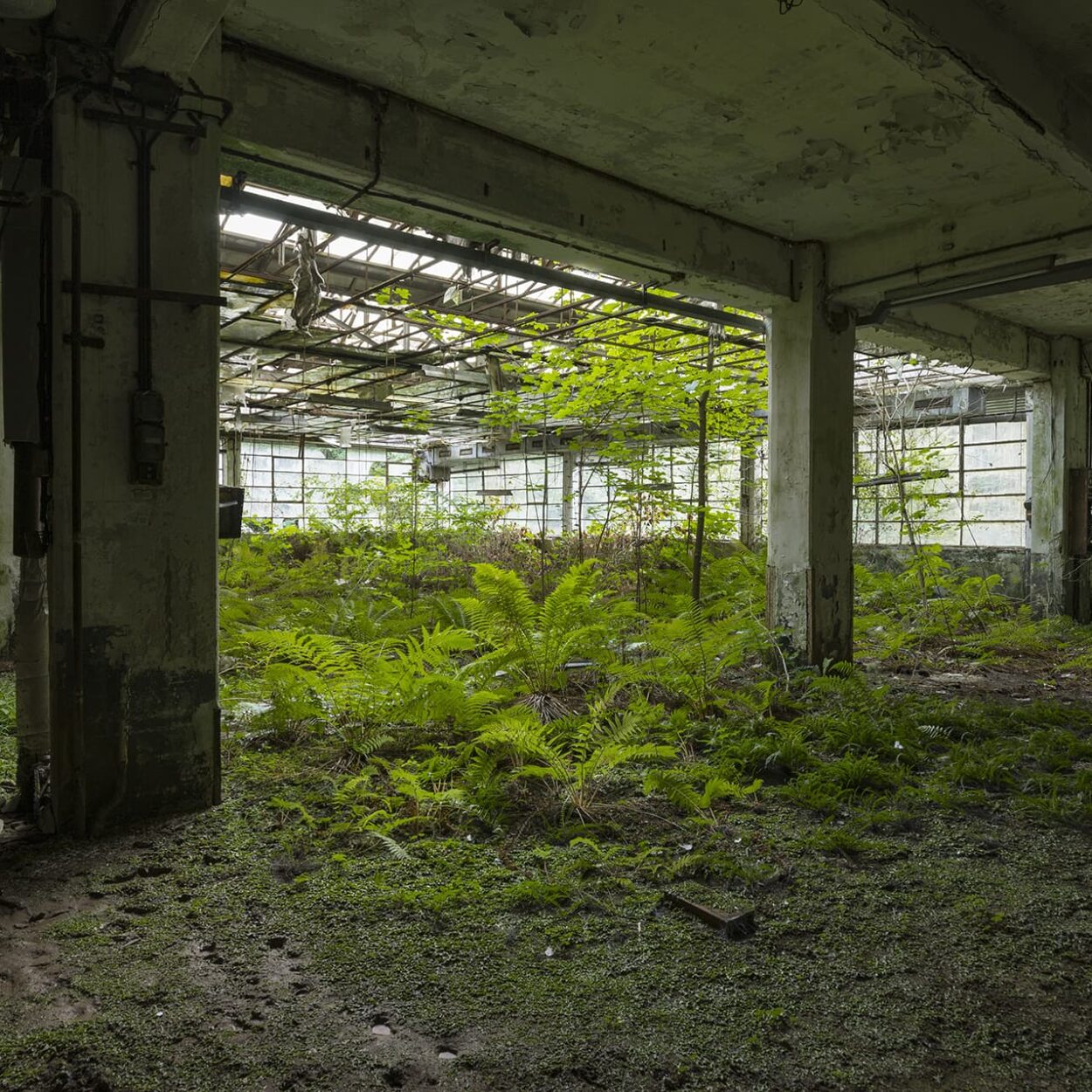 urbex-exploration-italie-nature-flore-usine