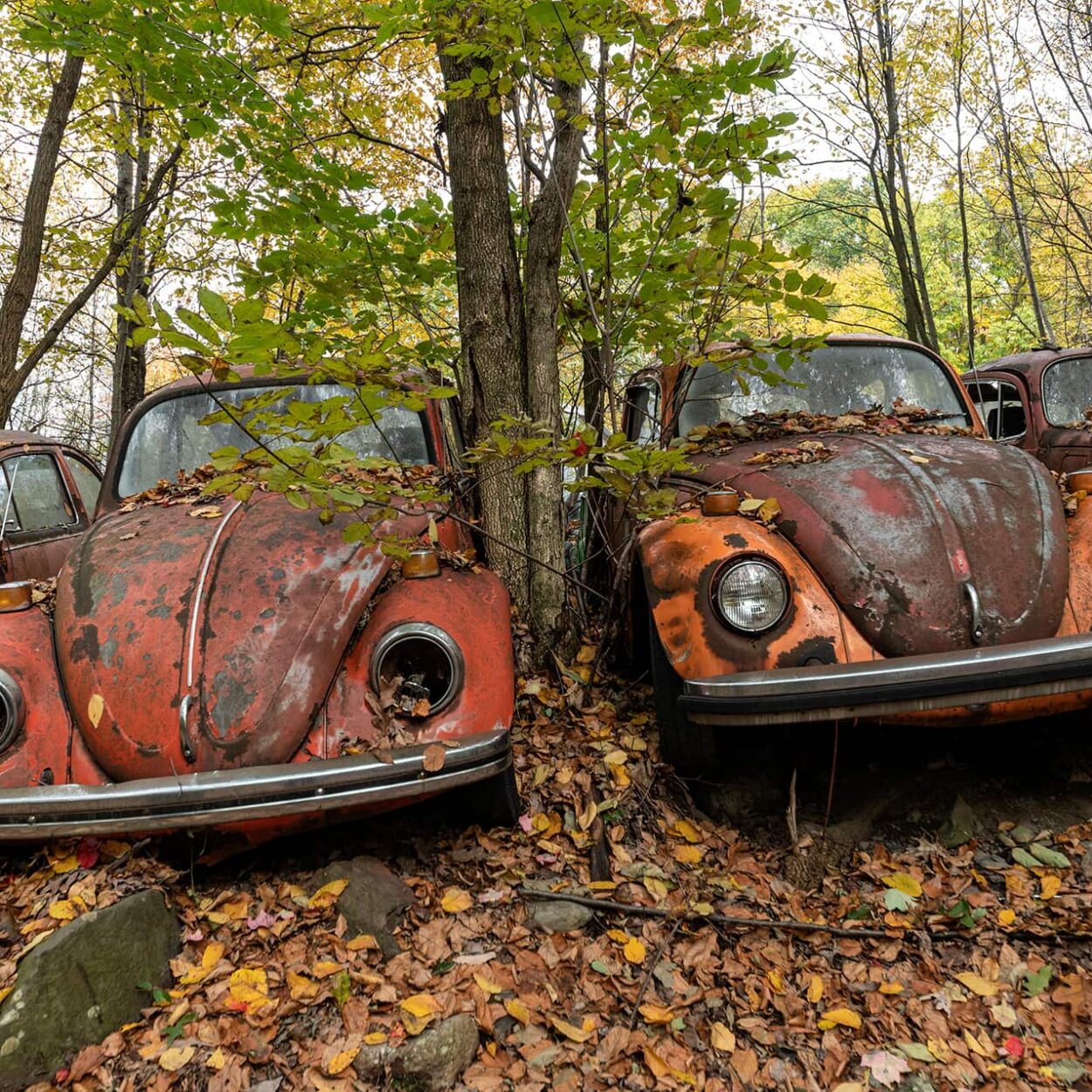 urbex-urban-exploration-usa-car-auto-coccinelle-vw